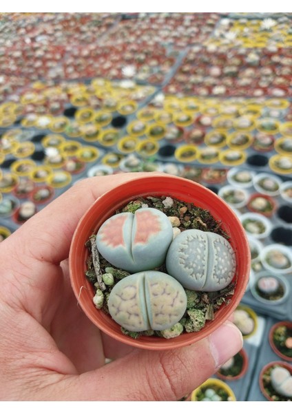 Farkı Renkli Lithops Taş Kaktüs-5.5 cm Saksı