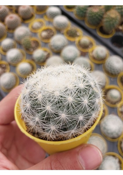 Mammillaria Candida Kaktüs-Dolgun Formlu-5.5 cm Saksı