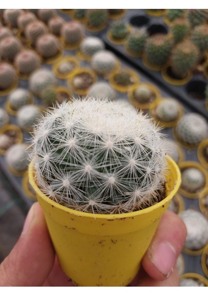 Mammillaria Candida Kaktüs-Dolgun Formlu-5.5 cm Saksı