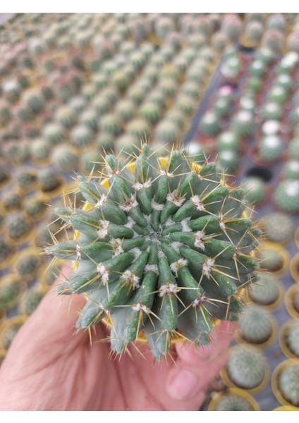 Parodia Buiningii-Nadir Tür Kaktüs-5.5 cm Saksı