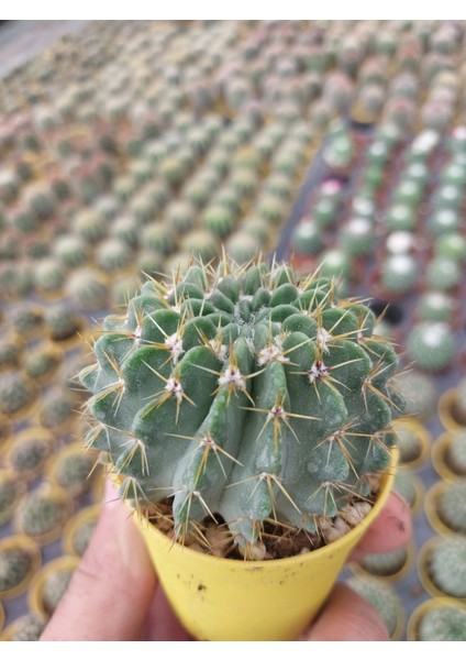 Parodia Buiningii-Nadir Tür Kaktüs-5.5 cm Saksı