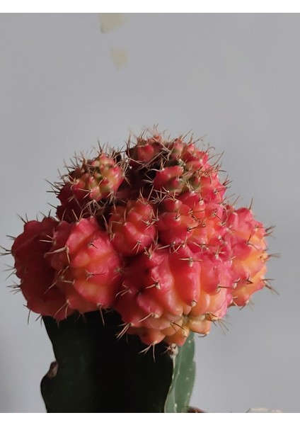 Gymnocalycium Mihanovichii Veriegata Kaktüs-Aşılı