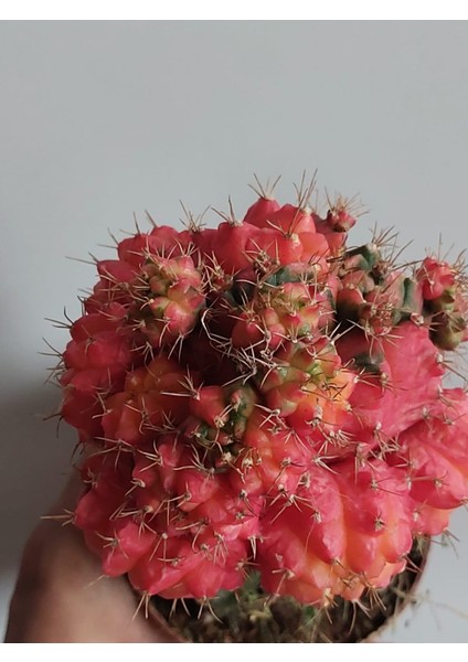 Gymnocalycium Mihanovichii Veriegata Kaktüs-Aşılı