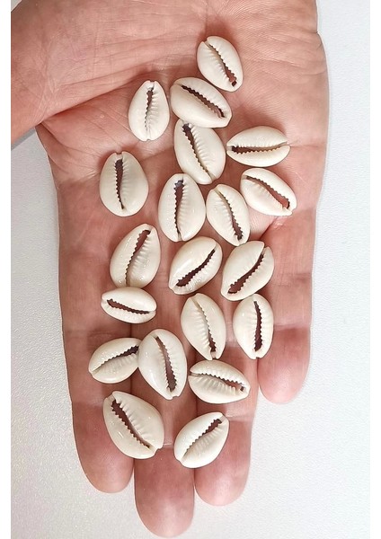 20 Adet Takı Yapımına Uygun Deniz Kabuğu 539