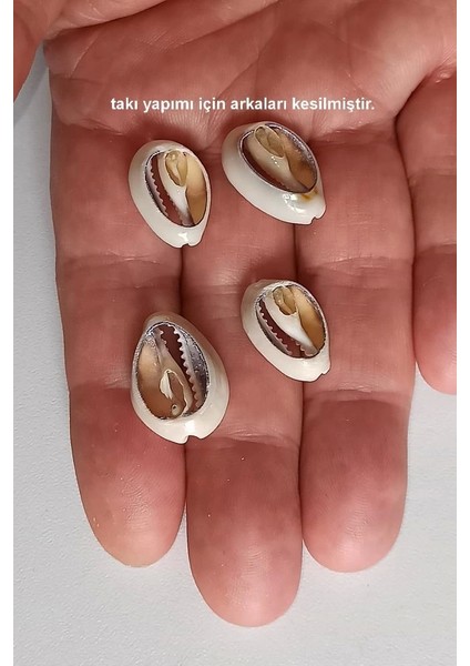 20 Adet Takı Yapımına Uygun Deniz Kabuğu 539 fiyatları