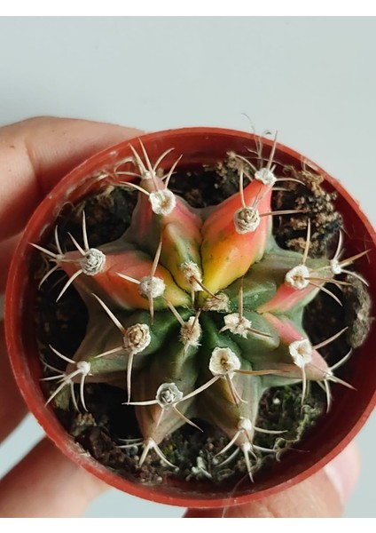 Gymnocalycium Verigata-Doğal Renk Köklü-Nadir Tür-5.5 cm Saksı