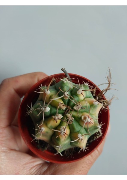 Gymnocalycium Verigata-Doğal Renk Köklü-Nadir Tür-5.5 cm Saksı