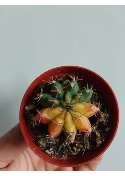 Gymnocalycium Verigata-Doğal Renk Köklü-Nadir Tür-5.5 cm Saksı