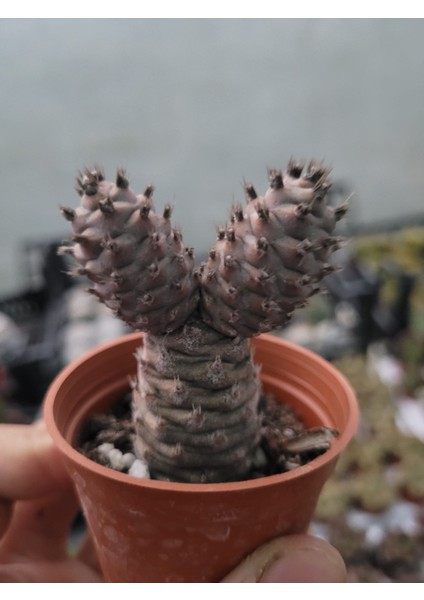 Tephrocactus Articulatus-Özel Tür-5.5 cm Saksı