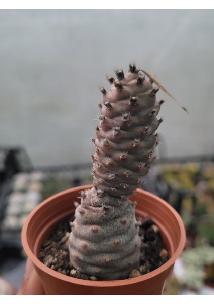 Tephrocactus Articulatus-Özel Tür-5.5 cm Saksı