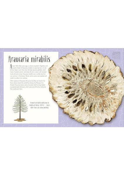 Dinosaurs And Other Prehistoric Life