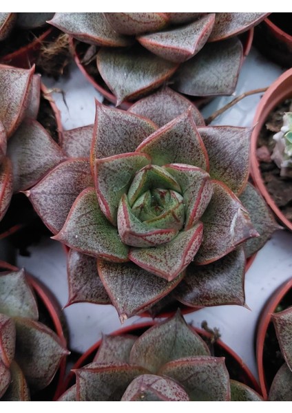 Echeveria Purpusorum Sukulent-5.5 cm Saksı