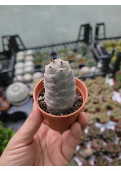 Tephrocactus Articulatus Var Strobiliformis-Özel Tür-5.5 cm Saksı