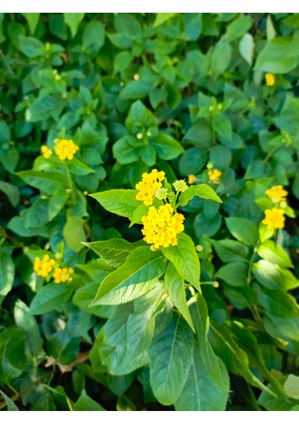 Bodur Sarı Renk Ağaç Minesi Lantana Camara, 20 Cm, Saksıda