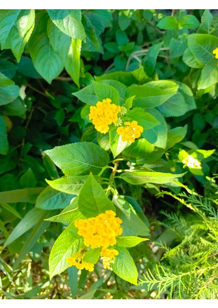 Bodur Sarı Renk Ağaç Minesi Lantana Camara, 20 Cm, Saksıda fiyatları