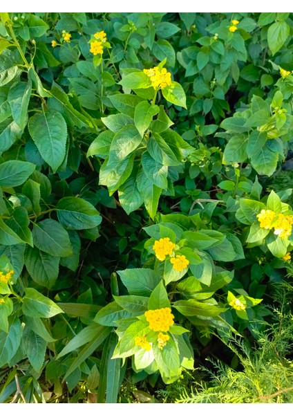 Bodur Sarı Renk Ağaç Minesi Lantana Camara, 20 Cm, Saksıda modelleri