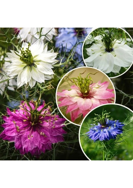 Tohumevi Çörekotu Çiçeği Tohumu - Nigella Damoscena (50+ Tohum)