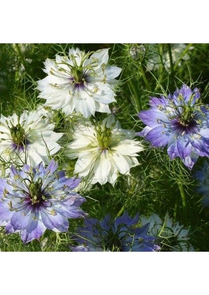 Tohumevi Çörekotu Çiçeği Tohumu - Nigella Damoscena (50+ Tohum)