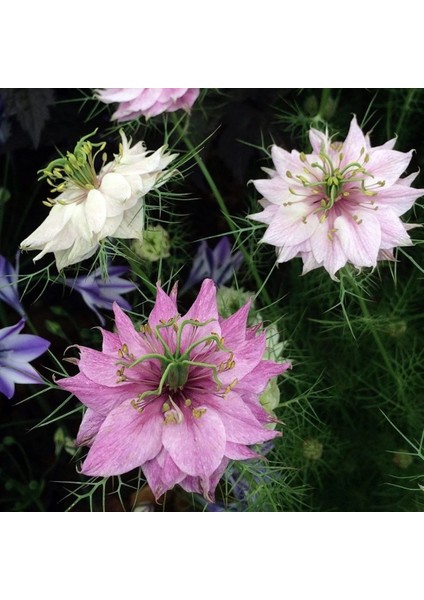 Tohumevi Çörekotu Çiçeği Tohumu - Nigella Damoscena (50+ Tohum)