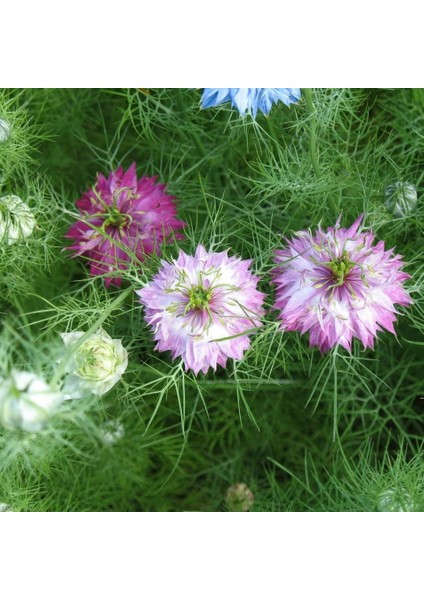 Tohumevi Çörekotu Çiçeği Tohumu - Nigella Damoscena (50+ Tohum)