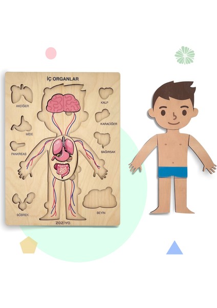 Insan Vücudunu Öğreniyoruz, Iç Organlar Montessori Eğitici Ahşap Puzzle Oyuncağı, Doktorculuk Oyunu