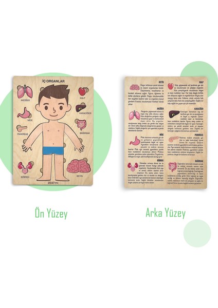 Insan Vücudunu Öğreniyoruz, Iç Organlar Montessori Eğitici Ahşap Puzzle Oyuncağı, Doktorculuk Oyunu modelleri