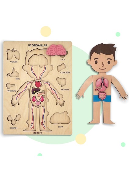Insan Vücudunu Öğreniyoruz, Iç Organlar Montessori Eğitici Ahşap Puzzle Oyuncağı, Doktorculuk Oyunu fırsatları