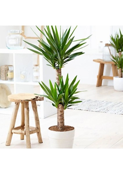 Tekno Trust Yucca Bitkisi 2 Gövdeli Yuka Bitkisi Avize Çiçeği 80 100 cm Ev Bitkisi Salon Bitkisi 2liyuka