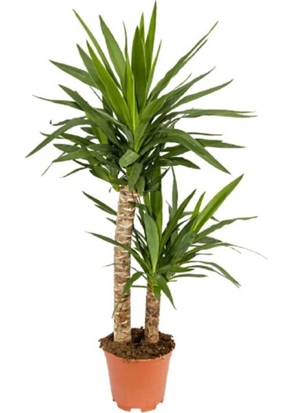 Tekno Trust Yucca Bitkisi 2 Gövdeli Yuka Bitkisi Avize Çiçeği 80 100 cm Ev Bitkisi Salon Bitkisi 2liyuka