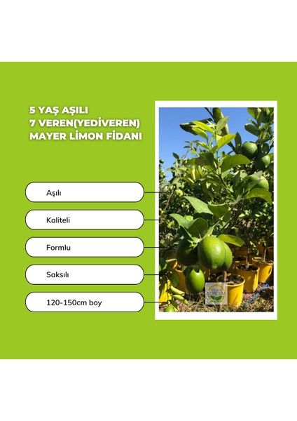 5 Yaş Aşılı 7 Veren(Yediveren) Mayer Limon Fidanı *ÜZERİ ÇİÇEKLİ*
