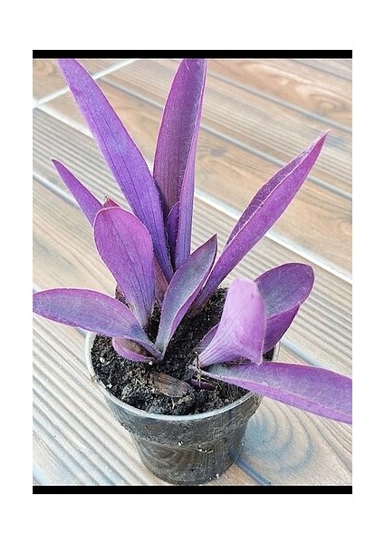 Tradescantia Purple Passion Mor Telgraf Çiçeği Fidanı 10-20 cm