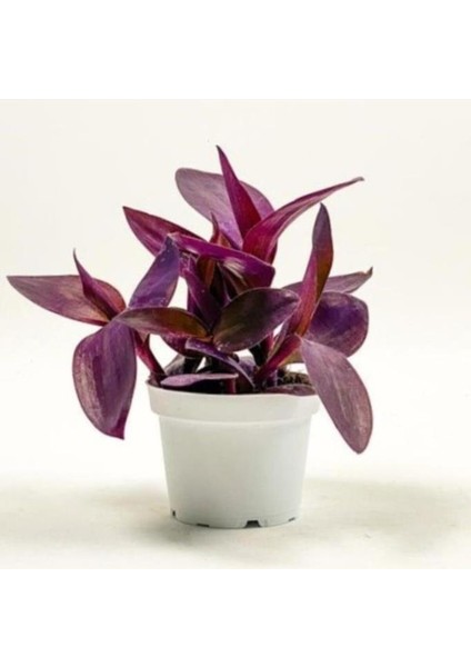 Tradescantia Purple Passion Mor Telgraf Çiçeği Fidanı 10-20 cm fiyatları