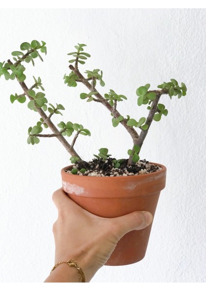 Tekno Trust Portulacaria Afra Para Bitkisi
