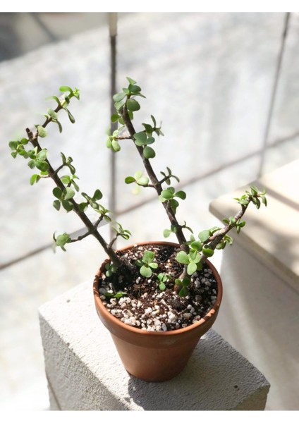 Tekno Trust Portulacaria Afra Para Bitkisi