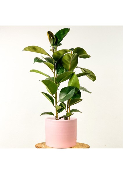 Tekno Trust Ficus Elastica Kauçuk Ruby Pembe Saksılı 80-100 cm
