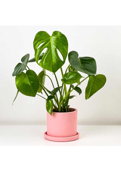 Tekno Trust Deve Tabanı Bitkisi- Monstera Osa Ruby Pembe Saksılı 30-40 cm