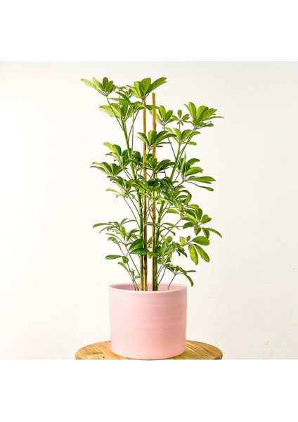 Şeflera Gold Capella Ruby Pembe Saksılı 2 Dallı 80-100 cm