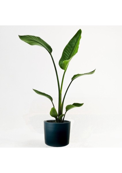 Starliçe-Beyaz Cennet Kuşu Antrasit Ruby Saksılı 40-60 cm (Strelitzia Nicolai)