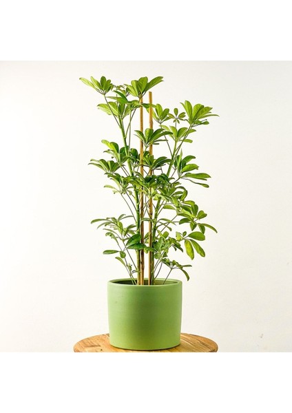 Şeflera Gold Capella Ruby Mint Yeşili Saksılı 2 Dallı 80-100 cm