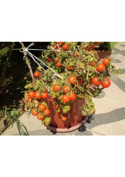 Balkon Domatesi Tohumu (Saksıda Yetişir) Yerli Domates (10 Adet) + Saksı Toprak