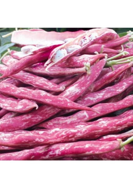 400 Adet Tohum Sırık Barbunya Tohumu Barbunya Fasülye Tohumu Sürpriz Tohumlu