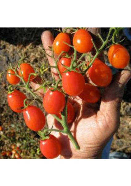 Saksılık Zeytin Domatesi Tohumu 20 Adet Tohum Zeytin Domates