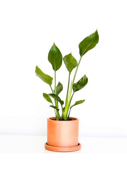 Tekno Trust Starliçe Reginae - Cennet Kuşu - 2 Köklü 30-40CM Terra Cotta Ruby Saksılı