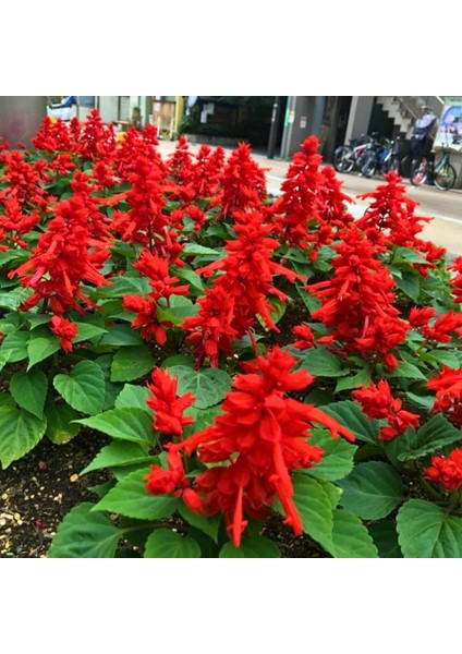 Ateş Çiçeği - Salvia Splendens - Kızıl Adaçayı Çiçek Tohumu (20+ Tohum)