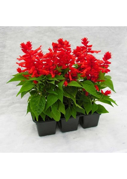 Ateş Çiçeği - Salvia Splendens - Kızıl Adaçayı Çiçek Tohumu (20+ Tohum)