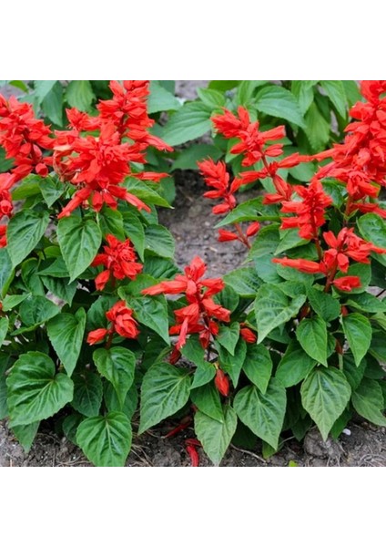 Ateş Çiçeği - Salvia Splendens - Kızıl Adaçayı Çiçek Tohumu (20+ Tohum)