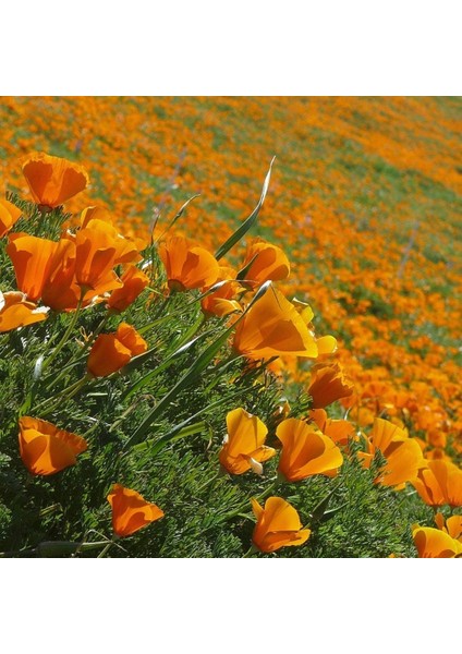 Acem Lalesi Tohumu - California Poppy (50+ Tohum)