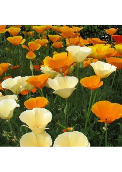 Acem Lalesi Tohumu - California Poppy (50+ Tohum)