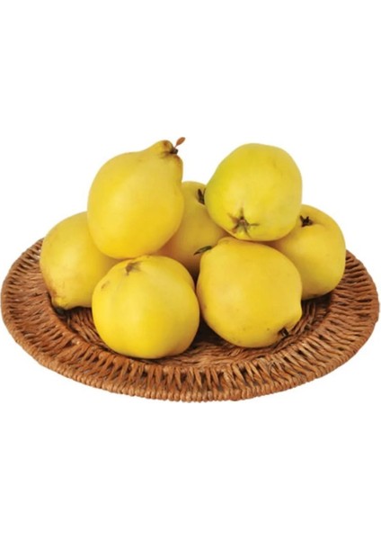 Ayva Taze fiyatları