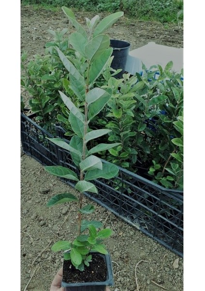 Tüplü Fidan Kaymak Ağacı Fidanı İki Adet